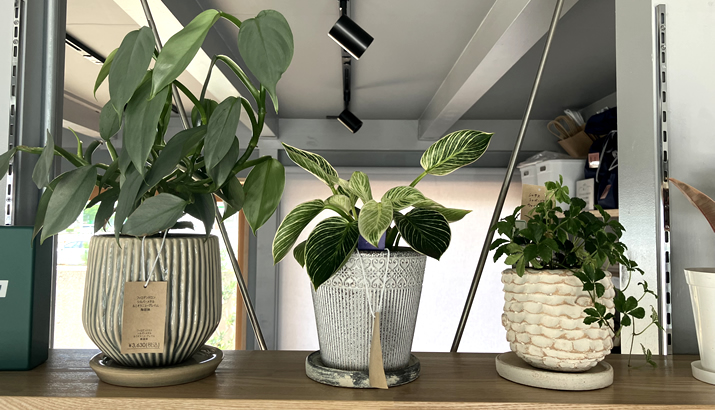 観葉植物・ガーデン