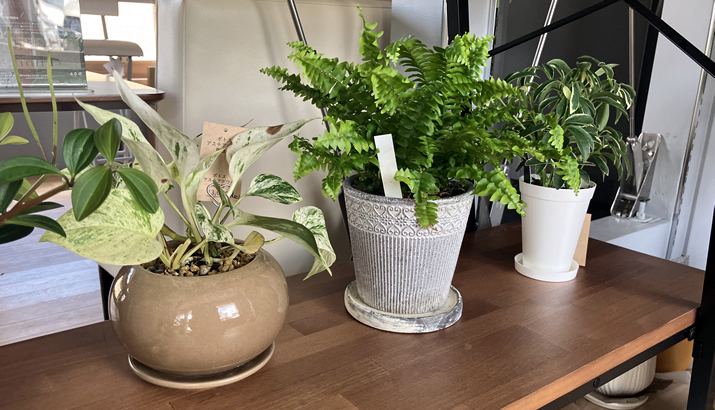 観葉植物・ガーデン