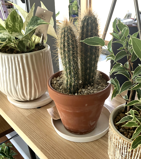 観葉植物・ガーデン